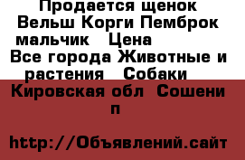 Продается щенок Вельш Корги Пемброк мальчик › Цена ­ 65 000 - Все города Животные и растения » Собаки   . Кировская обл.,Сошени п.